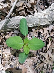 Impatiens capensis
