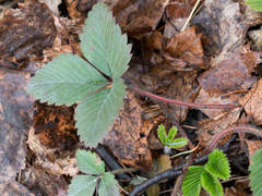 Fragaria moschata