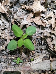 Impatiens capensis
