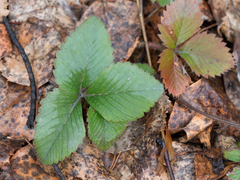 Fragaria moschata