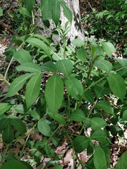 Magnoliopsida