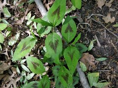 Persicaria virginiana