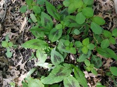 Persicaria virginiana