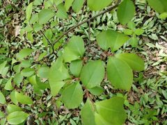 Magnoliopsida