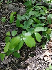 Magnoliopsida