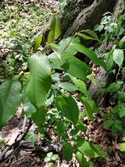 Magnoliopsida
