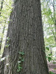Magnoliopsida