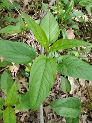 Magnoliopsida