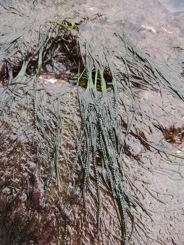Urospora wormskioldii observed 2021-05-02