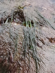 Urospora wormskioldii