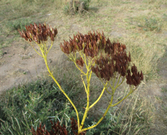 Kalanchoe brachyloba