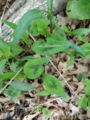 Persicaria virginiana