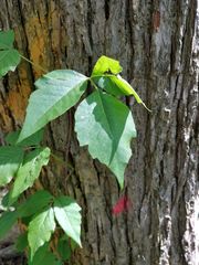 Toxicodendron radicans