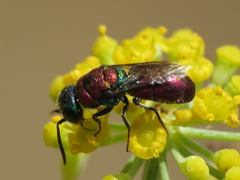 Chrysis angustifrons