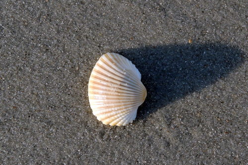 Anadara brasiliana