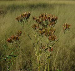 Kalanchoe brachyloba