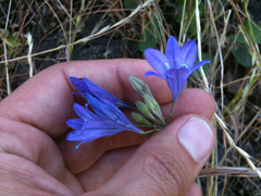 Triteleia laxa
