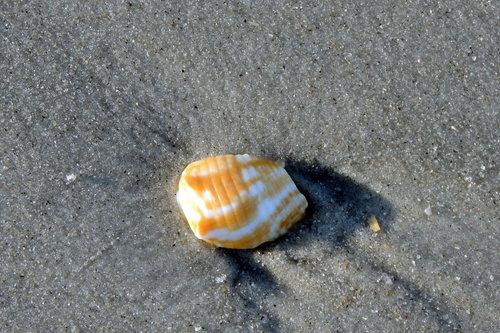Strombus pugilis