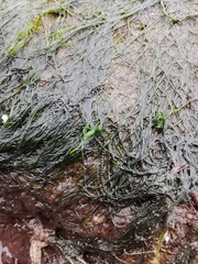 Urospora wormskioldii