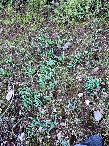 Drimia haworthioides