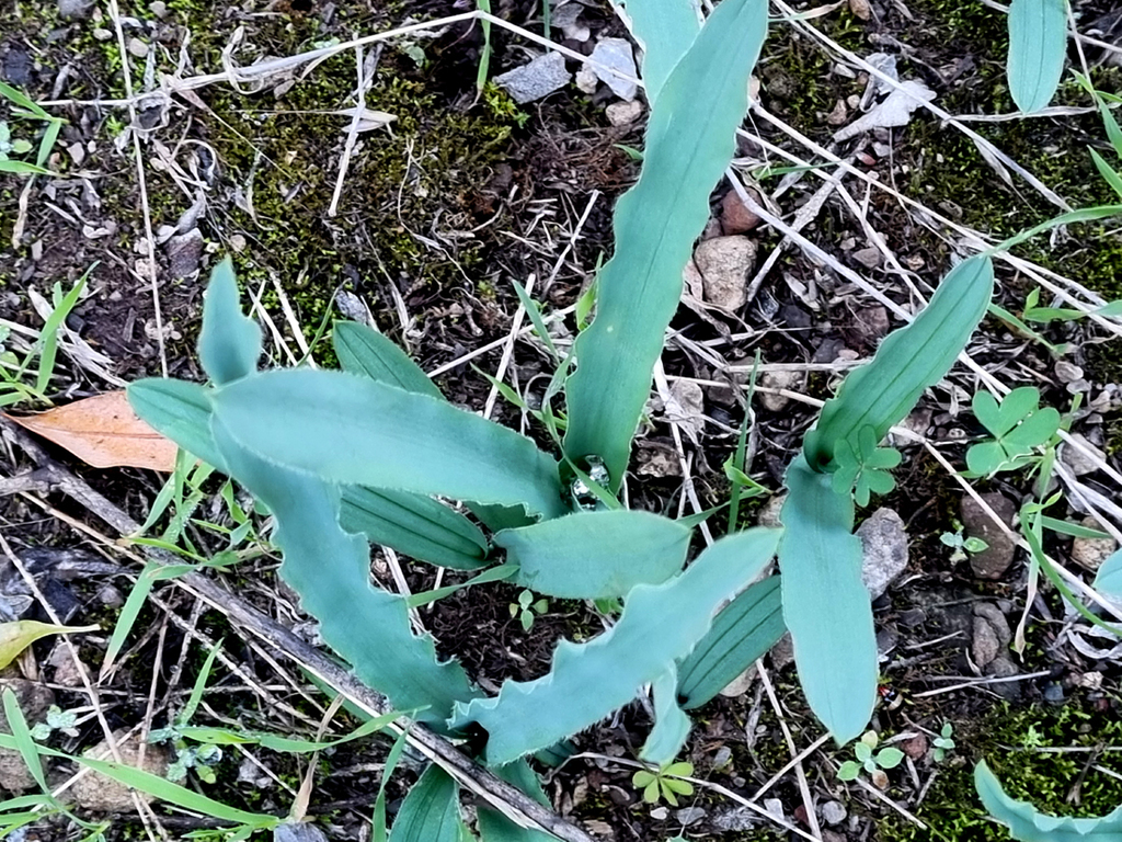 Drimia haworthioides, Cango Valley, South Africa