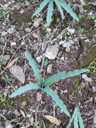 Drimia haworthioides
