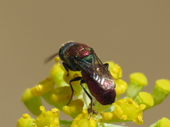 Chrysis angustifrons