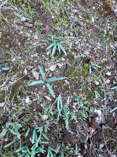 Drimia haworthioides