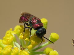 Chrysis angustifrons