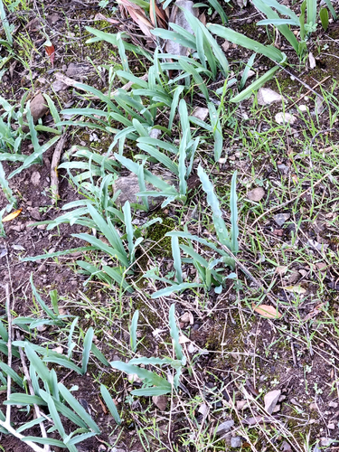 Drimia haworthioides