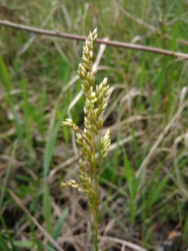Anthoxanthum repens (Anthoxanthum repens)