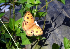Junonia almana