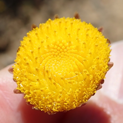 Image of Cotula microglossa by no rights reserved