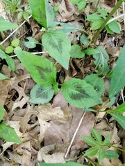 Persicaria virginiana