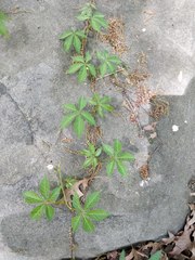 Parthenocissus