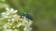 Haplomalachius flabellatus