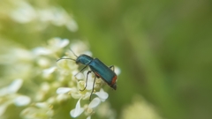 Haplomalachius flabellatus