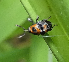 Leptoschoinus