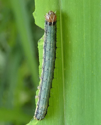 Fall armyworm