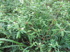 Croton glandulosus septentrionalis