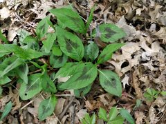 Persicaria virginiana