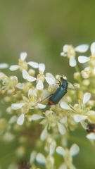 Haplomalachius flabellatus