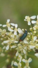 Haplomalachius flabellatus