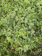 Lamium album