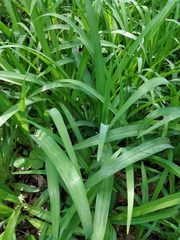 Liliopsida