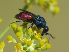 Chrysis cerastes