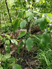 Magnoliopsida