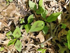 Persicaria virginiana