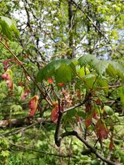 Acer