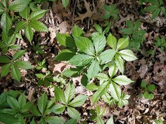 Parthenocissus
